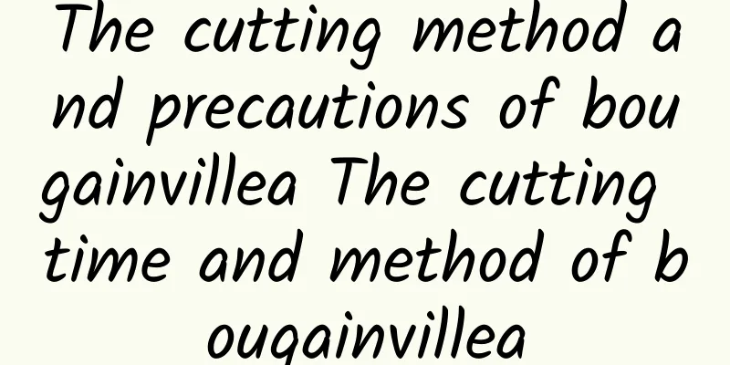 The cutting method and precautions of bougainvillea The cutting time and method of bougainvillea