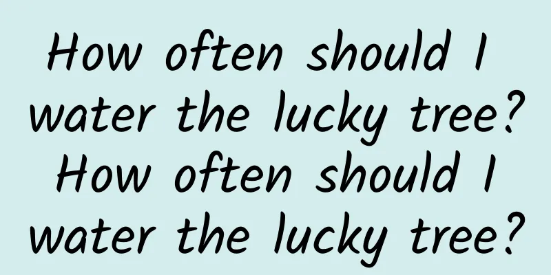 How often should I water the lucky tree? How often should I water the lucky tree?