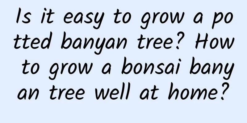 Is it easy to grow a potted banyan tree? How to grow a bonsai banyan tree well at home?