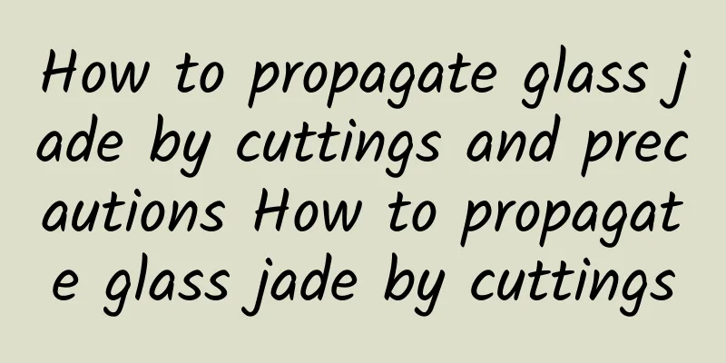 How to propagate glass jade by cuttings and precautions How to propagate glass jade by cuttings