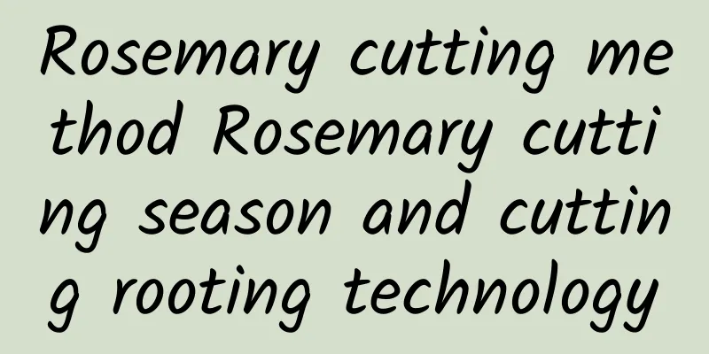 Rosemary cutting method Rosemary cutting season and cutting rooting technology