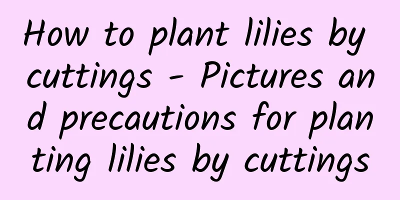 How to plant lilies by cuttings - Pictures and precautions for planting lilies by cuttings