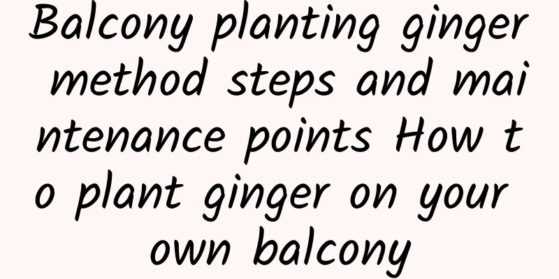 Balcony planting ginger method steps and maintenance points How to plant ginger on your own balcony