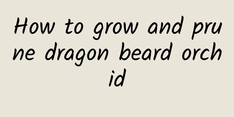 How to grow and prune dragon beard orchid