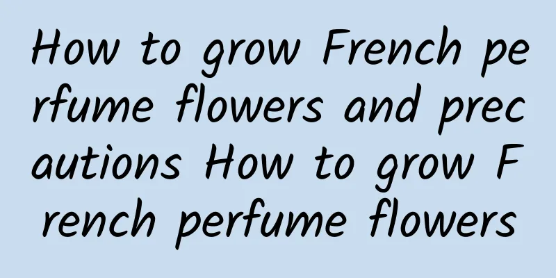 How to grow French perfume flowers and precautions How to grow French perfume flowers