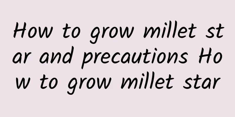 How to grow millet star and precautions How to grow millet star