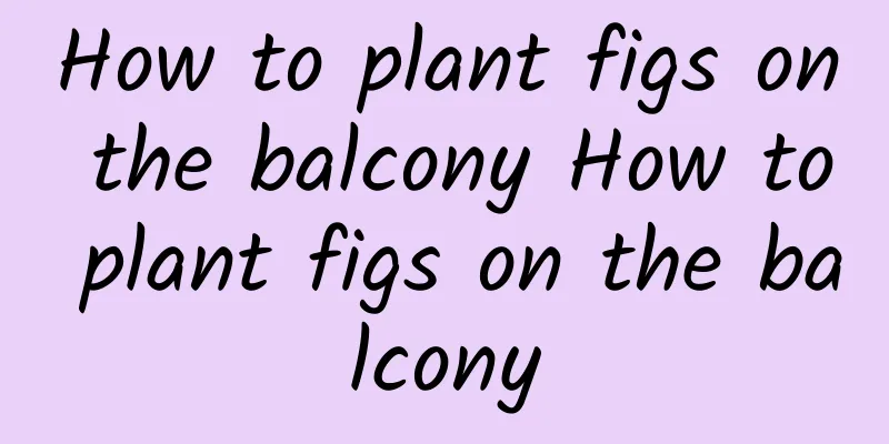 How to plant figs on the balcony How to plant figs on the balcony