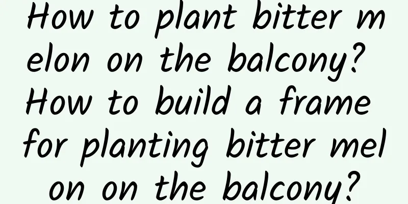 How to plant bitter melon on the balcony? How to build a frame for planting bitter melon on the balcony?