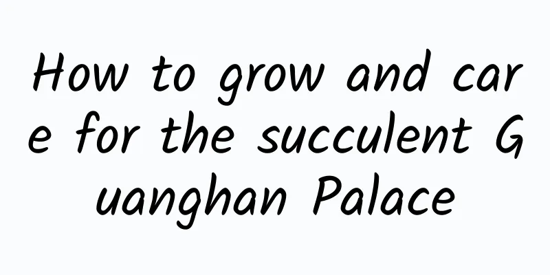 How to grow and care for the succulent Guanghan Palace