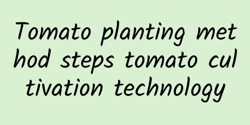 Tomato planting method steps tomato cultivation technology