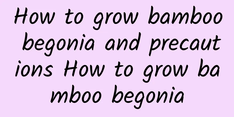 How to grow bamboo begonia and precautions How to grow bamboo begonia