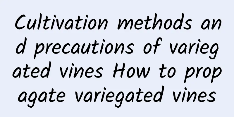 Cultivation methods and precautions of variegated vines How to propagate variegated vines