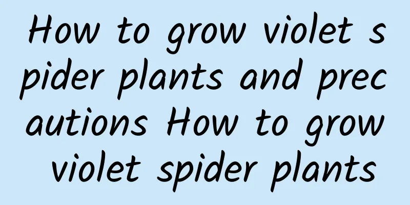 How to grow violet spider plants and precautions How to grow violet spider plants