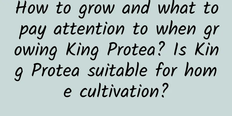 How to grow and what to pay attention to when growing King Protea? Is King Protea suitable for home cultivation?
