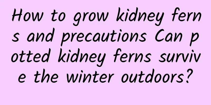 How to grow kidney ferns and precautions Can potted kidney ferns survive the winter outdoors?