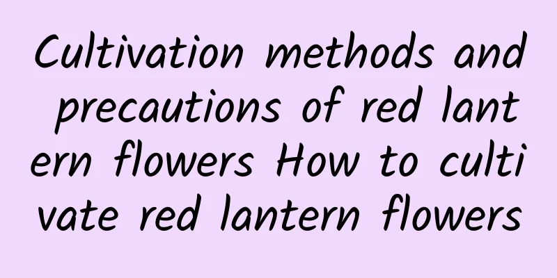 Cultivation methods and precautions of red lantern flowers How to cultivate red lantern flowers