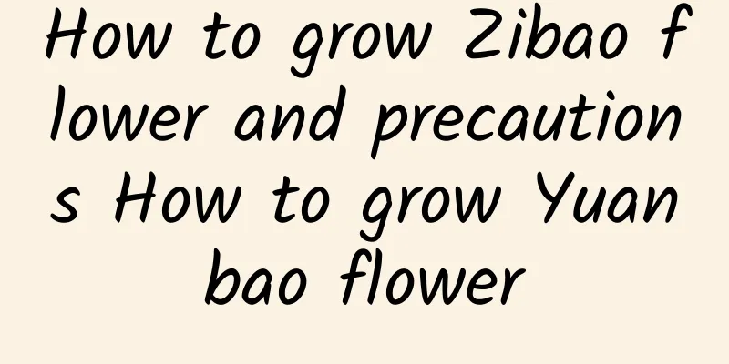 How to grow Zibao flower and precautions How to grow Yuanbao flower