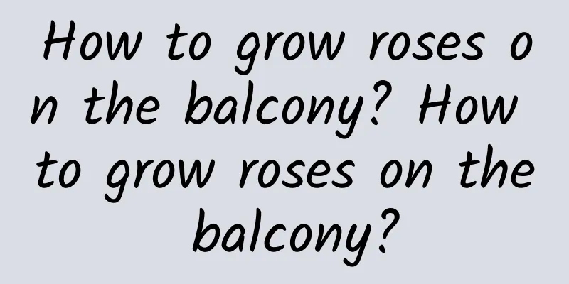 How to grow roses on the balcony? How to grow roses on the balcony?