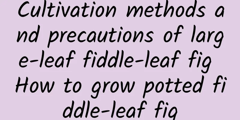 Cultivation methods and precautions of large-leaf fiddle-leaf fig How to grow potted fiddle-leaf fig