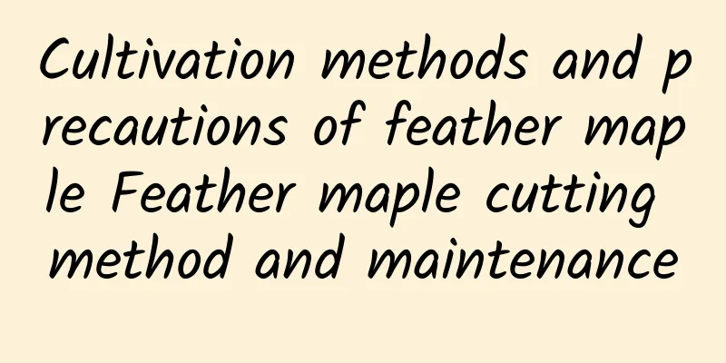 Cultivation methods and precautions of feather maple Feather maple cutting method and maintenance