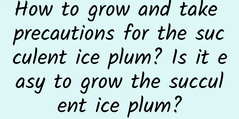 How to grow and take precautions for the succulent ice plum? Is it easy to grow the succulent ice plum?
