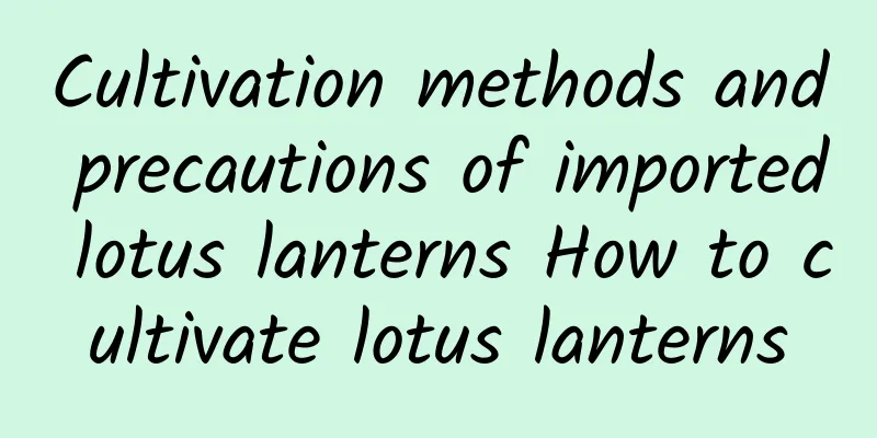 Cultivation methods and precautions of imported lotus lanterns How to cultivate lotus lanterns