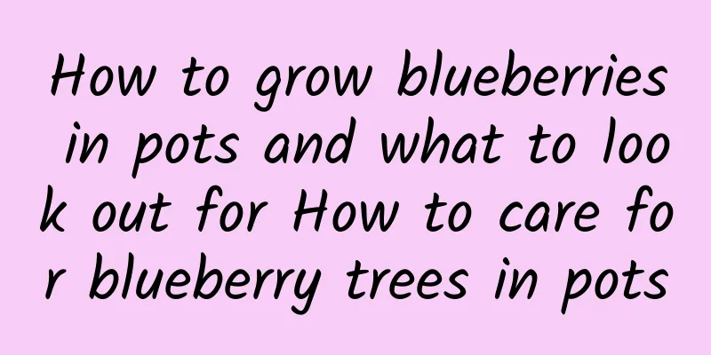 How to grow blueberries in pots and what to look out for How to care for blueberry trees in pots