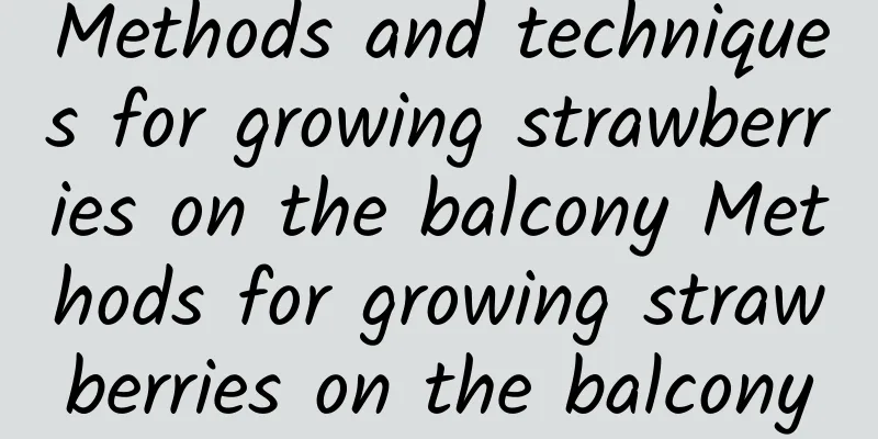 Methods and techniques for growing strawberries on the balcony Methods for growing strawberries on the balcony