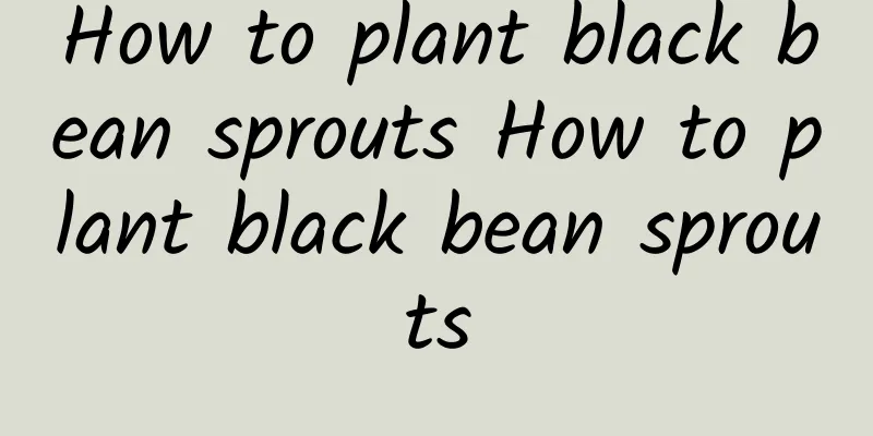 How to plant black bean sprouts How to plant black bean sprouts