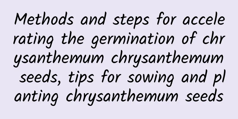 Methods and steps for accelerating the germination of chrysanthemum chrysanthemum seeds, tips for sowing and planting chrysanthemum seeds