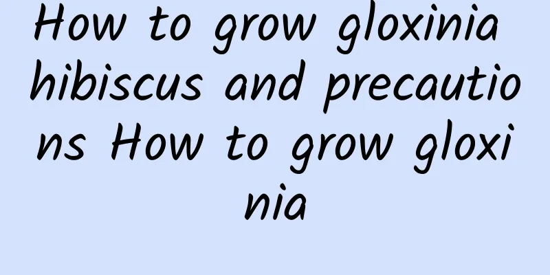 How to grow gloxinia hibiscus and precautions How to grow gloxinia