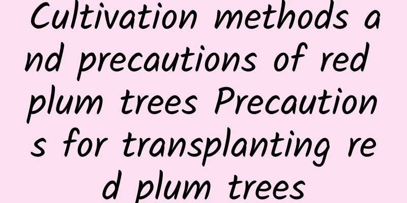 Cultivation methods and precautions of red plum trees Precautions for transplanting red plum trees