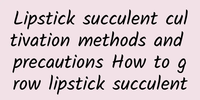 Lipstick succulent cultivation methods and precautions How to grow lipstick succulent