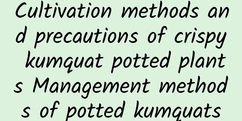 Cultivation methods and precautions of crispy kumquat potted plants Management methods of potted kumquats