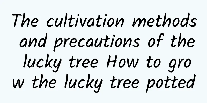 The cultivation methods and precautions of the lucky tree How to grow the lucky tree potted
