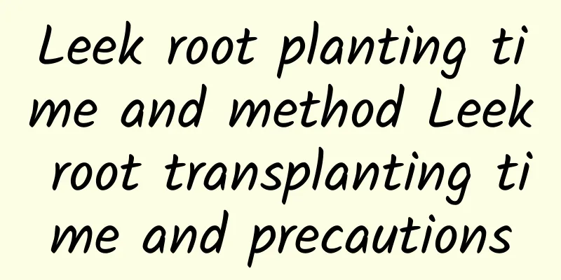Leek root planting time and method Leek root transplanting time and precautions