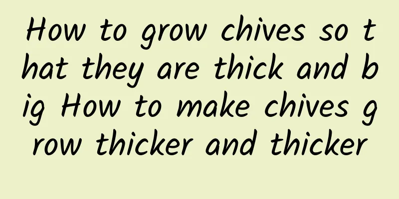 How to grow chives so that they are thick and big How to make chives grow thicker and thicker
