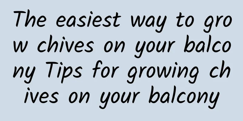 The easiest way to grow chives on your balcony Tips for growing chives on your balcony