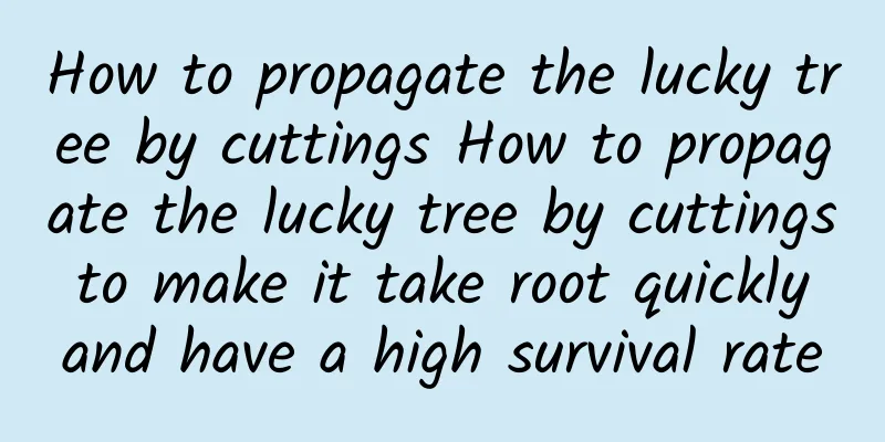 How to propagate the lucky tree by cuttings How to propagate the lucky tree by cuttings to make it take root quickly and have a high survival rate