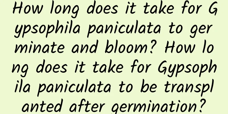 How long does it take for Gypsophila paniculata to germinate and bloom? How long does it take for Gypsophila paniculata to be transplanted after germination?