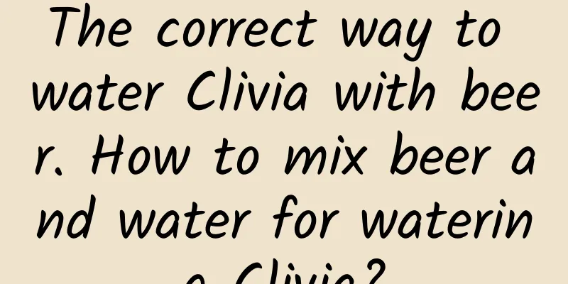 The correct way to water Clivia with beer. How to mix beer and water for watering Clivia?