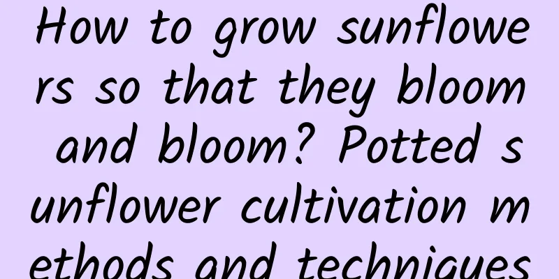 How to grow sunflowers so that they bloom and bloom? Potted sunflower cultivation methods and techniques