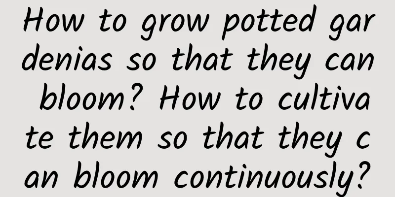 How to grow potted gardenias so that they can bloom? How to cultivate them so that they can bloom continuously?