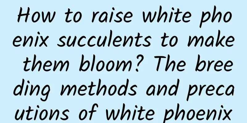 How to raise white phoenix succulents to make them bloom? The breeding methods and precautions of white phoenix