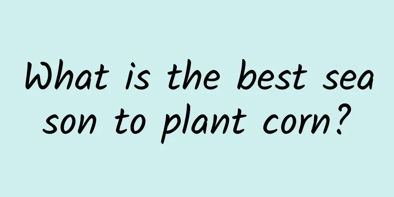 What is the best season to plant corn?
