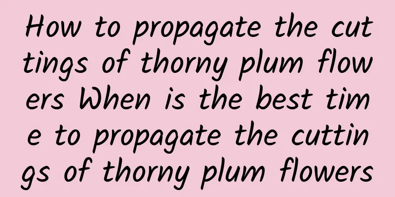 How to propagate the cuttings of thorny plum flowers When is the best time to propagate the cuttings of thorny plum flowers