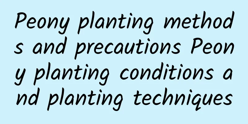 Peony planting methods and precautions Peony planting conditions and planting techniques