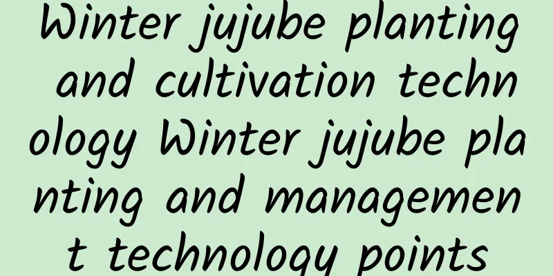 Winter jujube planting and cultivation technology Winter jujube planting and management technology points