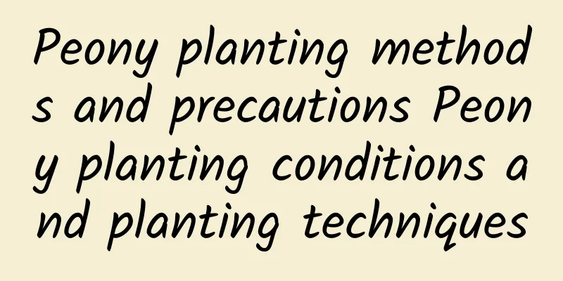 Peony planting methods and precautions Peony planting conditions and planting techniques