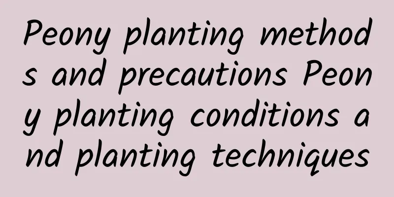 Peony planting methods and precautions Peony planting conditions and planting techniques